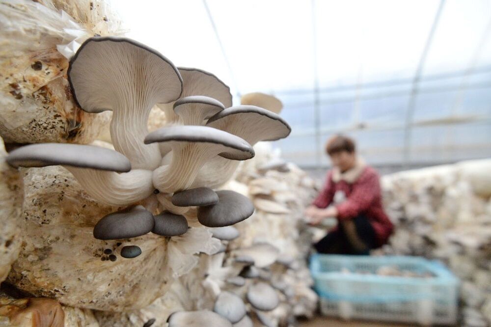 تولید و پرورش قارچ